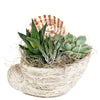 Shell Succulent Arrangement, Succulent Gifts, Floral Gifts, Planters, Succulents, NY Same Day Delivery